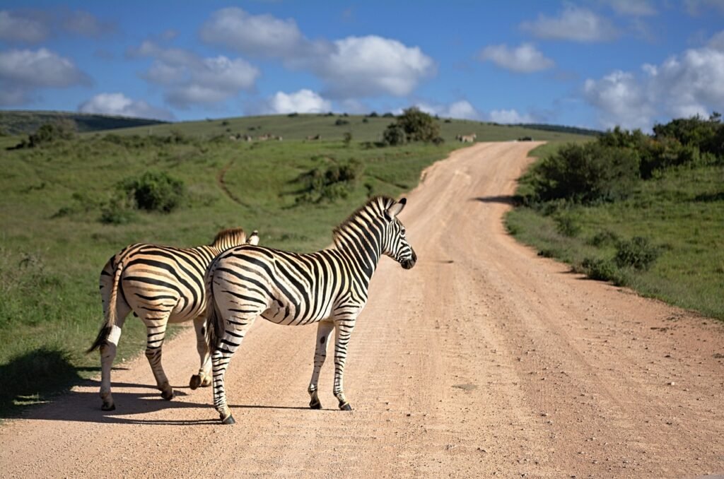 zebra, south africa, africa-3564956.jpg