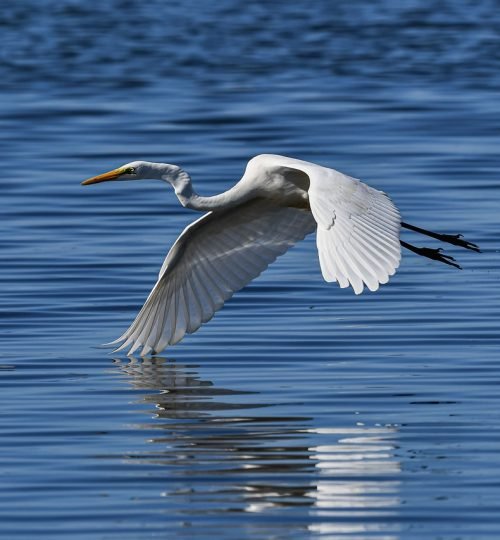 heron, great egret, river-6713611.jpg