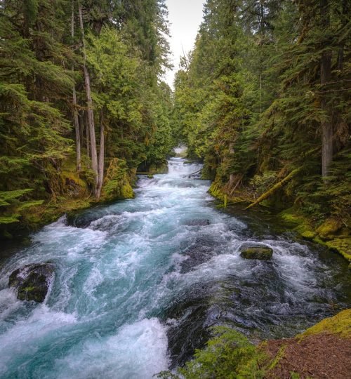 mckenzie river, central oregon, forest-5129717.jpg